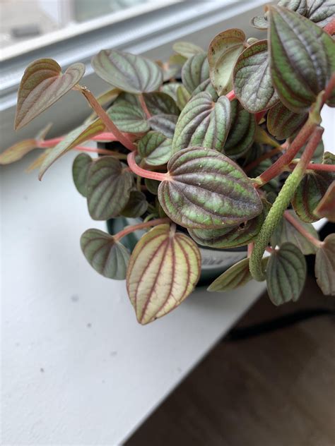 watermelon peperomia yellowing